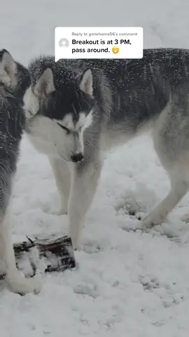 Replying to @gonehome56 The Chapos are planning their next breakout #thechapos #huskyescapeartist #escapeartist #huskyvsfence #dogdigging #snowdog #runawaydog 