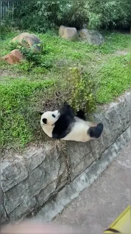 Happiness can drive away loneliness 😃#panda #pandaexpress #pandasoftiktok #funny #happy #giantpanda #cute #animalsoftiktok #animallover #fyp #foryou 