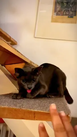 This is a cat with four ears.Its name is Maimai.#cute #cat #mythical #animals 