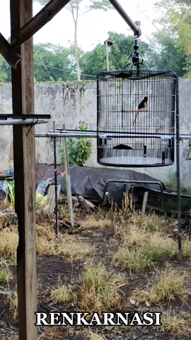 #muraibatuindonesia @renkarnasi