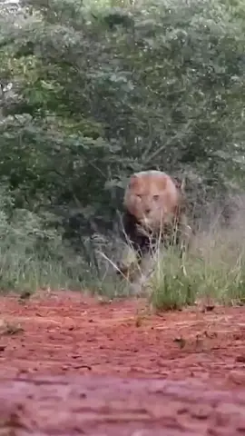 #haitiantiktok #tiktokviral #lion 