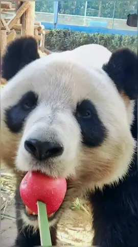 Big and red apple 🍎😋🐼#panda #pandaeat #pandaexpress #pandasoftiktok #cute #animalsoftiktok #giantpanda #fyp #foryou 
