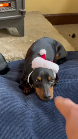 Aww they gave me a present #dog #christmas #dachshund 