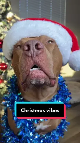 #christmasvibes #dogsoftiktok #christmastree #pitbull #pitbullsoftiktok 