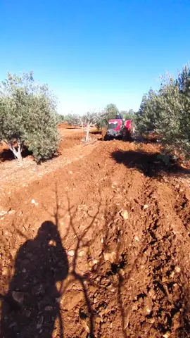 #keşfet #fyp #masseyferguson #aslancitçiliği 