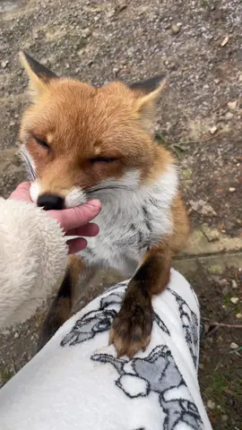 ♾️❤️ #kikithefox #kikifoxfamily #nopets