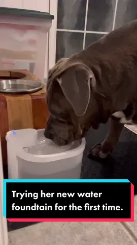 Links in the bio. Use our code - NALANALA to save 15% off your order. @Uahpet.official #uahpetwaterfountain #fyp #thisisnalasworld 