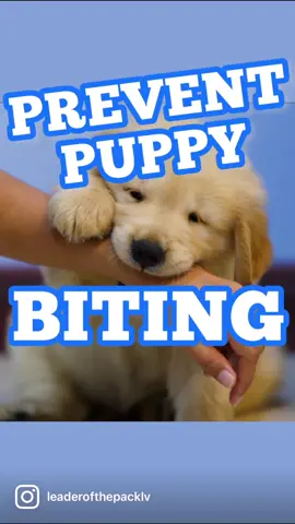 Puppy biting is normal, and they grow out of it as they mature.  Dealing with puppy biting is more about prevention and fulfillment, than stopping it. You don’t stop puppy biting. You give it a space and time to happen.  Minimize biting by proactively meeting your puppy’s needs. Use smart management and supervision and develop a routine to build good habits. Puppies need a mix of high stimulation exercise - play, chase, tug and fetch in small doses, as well as  low stimulation exercise like walking, hiking or swimming.  Mental stimulation helps with tiring your puppy and fulfilling their need to use their brains. Sniffing, training, chewing, shredding and searching are all great options for mental stimulation.  Teething puppies NEED something to chew on. Have appropriate options available like bully sticks, yak sticks, marrow bones, and kongs.  Be aware of defensive biting that indicates your puppy is not comfortable, doesn’t like touch or doesn’t want to be moved. This requires more professional attention.  Shoutout to @taperedviking for the opportunity to speak on his podcast 🎙️ #puppytips #puppybiting #puppyproblems #puppytraining101 #puppybehaviour #DogTraining #dogtrainer #puppytrainer