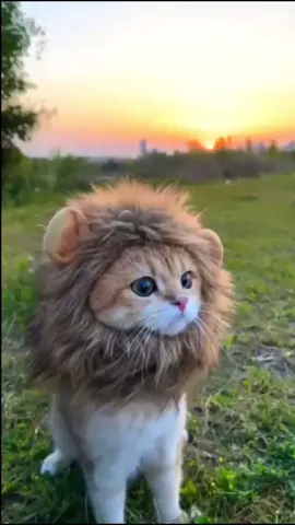 These cute cat videos will cure your depression 🐱🫶 #fyp #cat #foryou #cute 