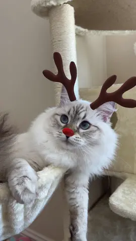😊😊 #holidaytiktok #catsoftiktok #foryou #cute #rudolph #filter #PetsOfTikTok 