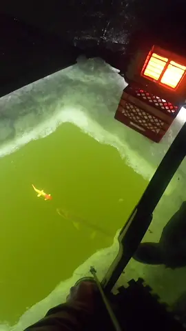 Darkhouse bowfishing. #fishing #bowfishing #pike #spearing #spearfishing #fyp #foryou #bowfish 