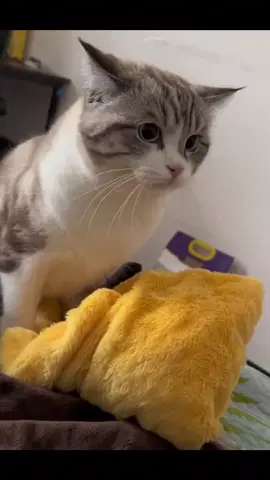 Puppy cat 🤣#cat #pets
