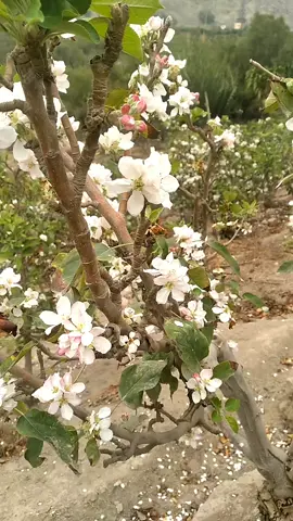 Manzana Santa Rosa en plena floración y cuajado...La Capilla - Calango - Cañete