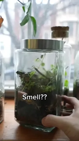 Replying to @scurryposk what does a closed terrarium smell like? #terrarium sealed ecosystem #plant 
