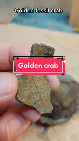This fossil crab has a fool's gold layer on the carapace  #fossil #shiny #crab #golden #pyrite #nz 