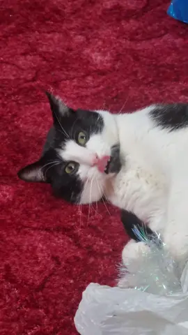 #cat #catlover #cattok #catsoftiktok #catchchobanioatmilk 