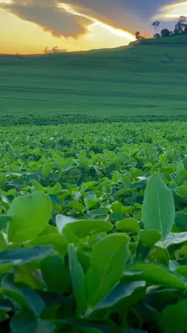 🤳Finalzinho de tarde 🌅…. . . . . #agronomia #agro #soja #plantio #colheita #brasil🇧🇷 #parana #nature #deus #fazenda #viral #viralvideo #viraltiktok 