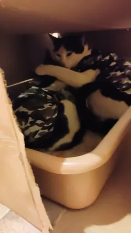 บ้านนี้มีแมว2ตัวแล้วนะ เพื่อนชาบูเอง