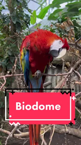 It has capybaras and fish, that’s all you need to know. Definitely check it out if you’re in the area. #fish #biodome #capybara #parrot 