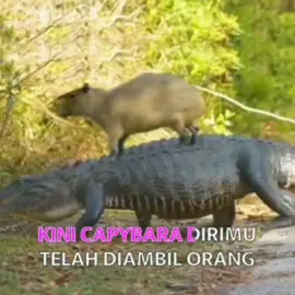 nooooo😭 #capybara