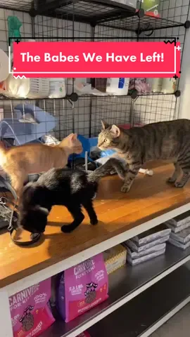 Will be combining rooms to create a quarantine room. #kittentok #kittentok2022 