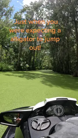 Alligator Country!  #alligator #marsh #waverunner #surprise #Jetski #alligator #florida #fun #jump #brave #yikes #funinsun #alert #caution #visit #floridavacation #winter #rearview #mirror #swimtime