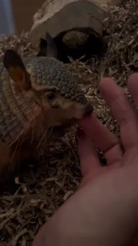Rambo the armadillo and clover the puppy❤️❤️❤️ they’re so cute together!! (PSA I’m an animal trainer and can have my dog around small animals without issue, for their safety never let pets interact unsupervised) #cuteanimals #animals #armadillo #screaminghairyarmadillo #babyanimals #animalsfriends 