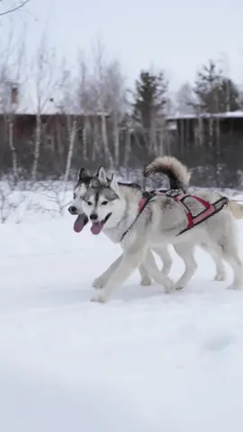 Husky Sled❄️ - Northern Kazakhstan🇰🇿 - Borovoye📍  . #kazakhstan #snow #husky #borevoye #sendit #dogs #sleddogs #snowing #travel #passion #videography #photography #fyp #like 