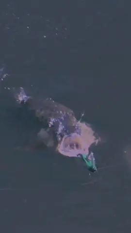 Saratoga charge down on a snake 🐍 One of the coolest close up shots we’ve ever taken 🎥 Psycho Killer … #fyp #fish #fishing #saratoga #arowana #snake #australia #viral 