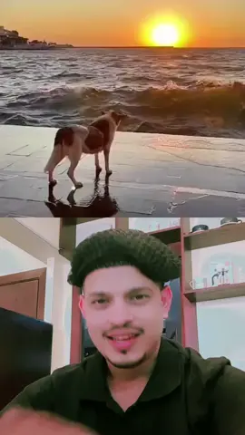 #duet with @Dog and Cat 