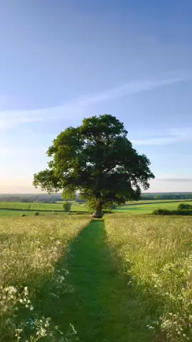 Until next year 🍃#nature #Outdoors #tree #lonelyoak #Summer #winter