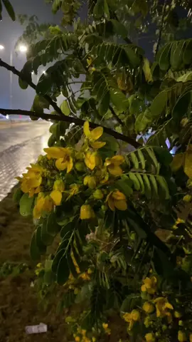 #الراشدية_بغداد  #مطر_