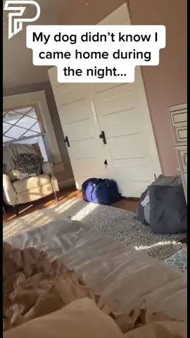 The zoomies at the end got me 😭😭😭 (Via: IG/jamilligan15 & jalen.the.trainer) #pubity 