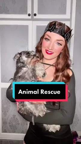 Follow @Animalloverescue & donate at animallove.cr/donations 🐶 🐱 🐰 🐴  #animalloverescue #animallove #animalrescue #costarica #animalshelter #nokillanimalshelter #rescue #shelter #costarica🇨🇷 #costaricatiktok #dogs #cats #animals 