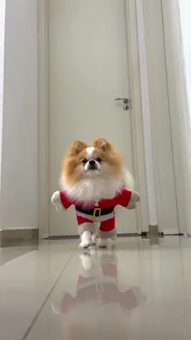 O papai tá diferente 😅 #natal #christmas #dog #cachorro #spitz #spitzalemao #aliexpress 