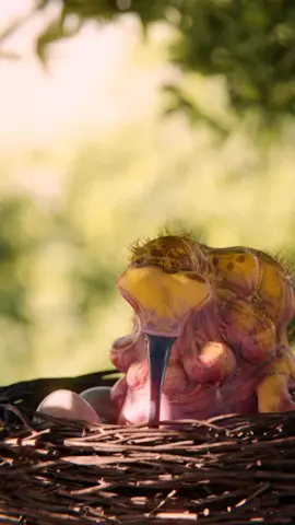 Testicollar-trilobite bird, done in 2014 finished in 2022 🫣 original  design by the amazing @ana.marietta