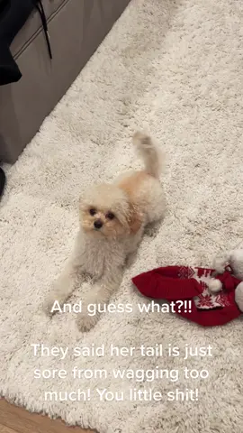 Living too good of a life.. #makeadogsday #fyp #puppy #puppiesoftiktok #viral #ilovemydog #dogsoftiktok #shihpoo #puppyoftheday 