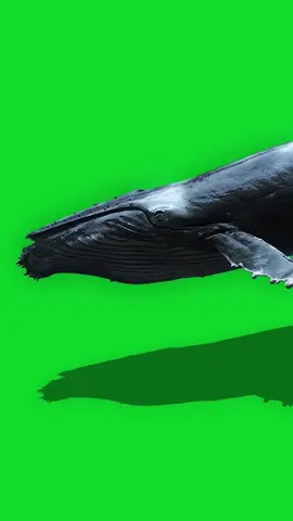 Whale green screen effects #fyp #pfy #foryou #tiktok #greenscreen #greenscreeneffect #greenscreenvideos #greenscreenvideo #greenscreenchallenge