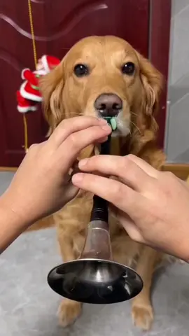 Merry Chrismas!😁#dog #enjoy #funny 