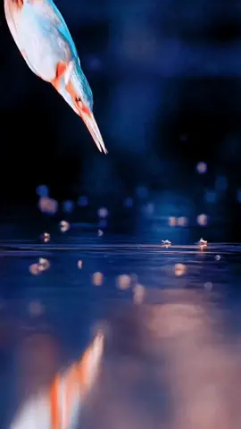 ده وقت حصاد وقت البل #🇸🇩❤️🇸🇸❤️🇪🇹❤️🇹🇩❤️🇫🇷❤️🦕✅🙏🥰💯 #بيبي #ودالفاشر #🇸🇩❤️🇸🇸❤️🇪🇷❤️🇪🇹❤️🇹🇩 #سودانيز_تيك_توك_مشاهير_السودان🇸🇩 @سنفورة زغاوية💛🖤 @Wallggakoo✍️🥀 @Algile Mohammed @بطة 🦆 @Wise_cutie @B I G NATARYOS  #CapCut 