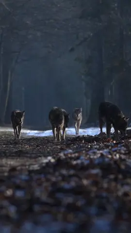 Wolf pack Bialowieza, Poland #wolf #wolfpack #wolfsrudel #wildlife #wildanimals 