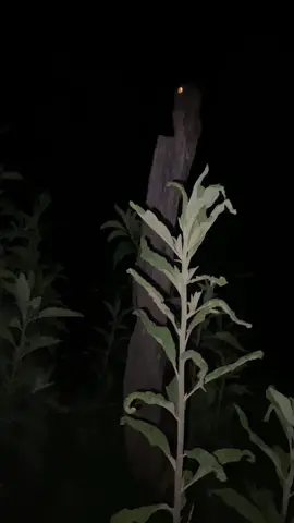 Urutau/ Common Potoo Crazy finding one of these on a casual night-birdwatching session Turns out they’re pretty chill #birdwatching #birding #birdtok #fyp 