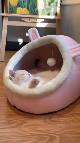 TEMPAT TIDUR KUCING LUCU #kucing #tempattidurkucing #cat #catsoftiktok #cats #catlover #pecintakucing #pecintakucingindonesia 