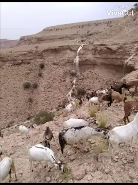 #صوط_بلعبيد_شبوه #بدويه #بنت_بلعبيد #الطلح 