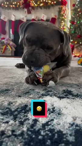 🤦🏻‍♀️ #fyp #thisisnalasworld #pitbullsoftiktok #christmas 