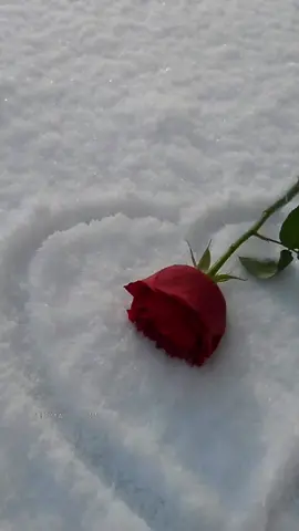 #مساء_الورد #شتاء #ثلج #fypシ #تصويري 