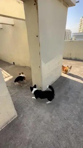 Hide and seek#tiktok#dog