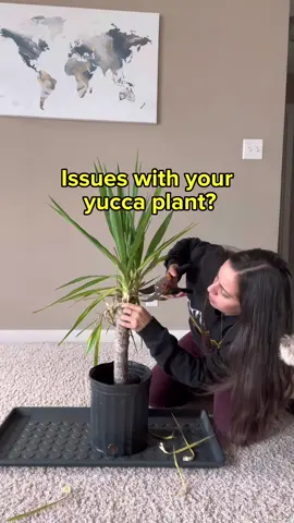 Your yucca want to feel the breeze and get some air on those roots, give it a well draining mix.  I don’t typically repot my new plants when I get them but for my rescue plants, I usually do because they typically are suffering from root issues. In this case, repotting had to wait until I got back so this is what I did in the meantime.  If you’re struggling with yours, ensure you’re letting the soil dry out in between waterings as well. Yucca plants wants bright to bright indirect light.  #yuccaplants #plantcareadvice #loveplants❤️ #wateringplants🌿 