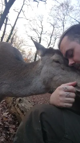 🦌❤️ #cute #animals #fyp #fy #fypシ #cute #deer #Love #heartwarming 