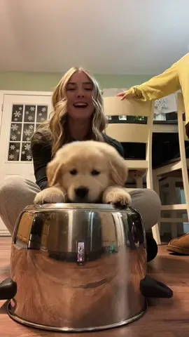 welcome to the fam #fyp #goldenretriever 